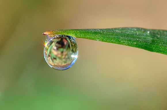 Spring Dew