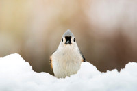 Tufted Titmouse Profile II