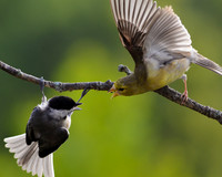 Fight Scene - Chickadee and Goldfinch