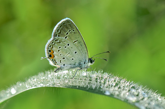 Tiptoe Through the Dewdrops