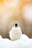 Tufted Titmouse Profile