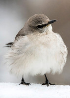 Poofy Northern Mockingbird
