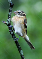 Rose-breasted Grosbeak