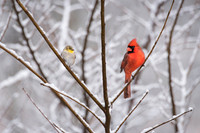 Cardinal and Goldfinch