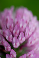 Clover