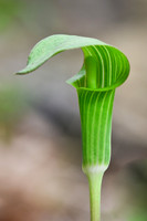 Jack In The Pulpit
