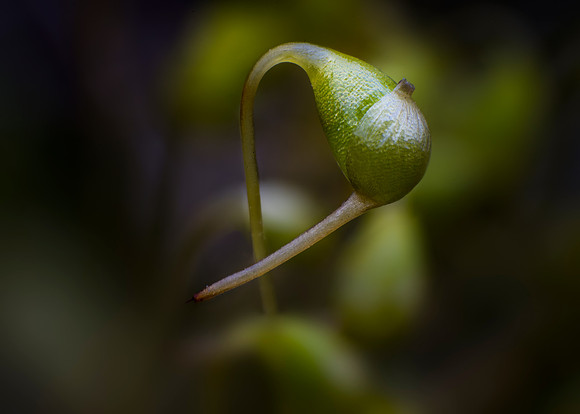 Funaria
