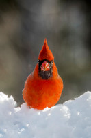 Cardinal Profile