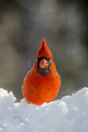 Cardinal Profile