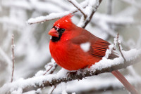 Cardinal in Snowy Branches