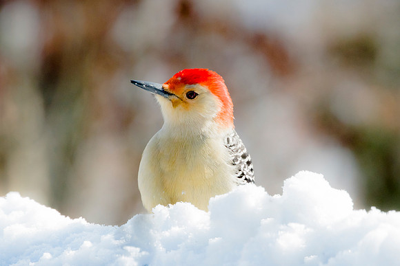Red-Bellied Woodpecker Profile