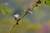 Wood Pewee