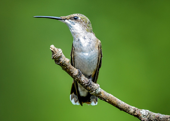 Female Ruby-throated Hummingbird