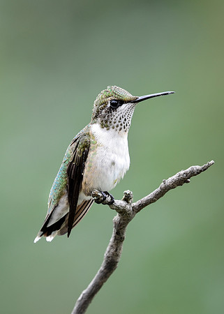 Female Ruby-throated Hummingbird