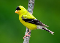 Goldfinch