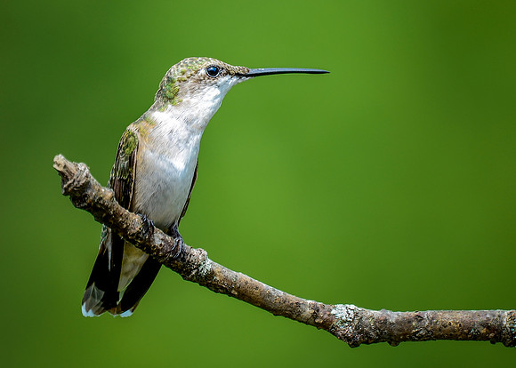 Female Ruby-throated Hummingbird