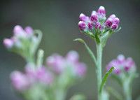 Antennaria rosea