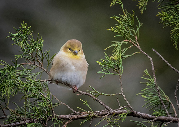 American Goldfinch
