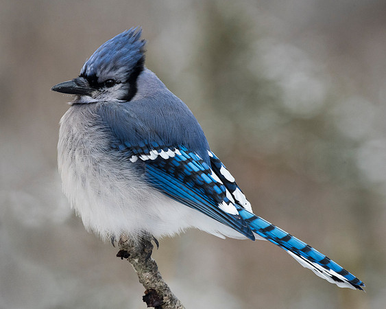Blue Jay