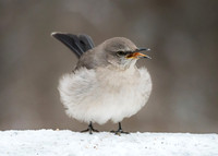 Northern Mockingbird Singing