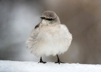 Poofy Northern Mockingbird