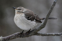 Northern Mockingbird