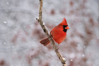 Cardinal