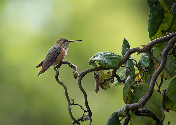 Rufus Hummingbird