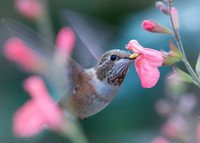 Rufus Hummingbird