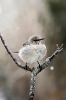 Poofy Northern Mockingbird II