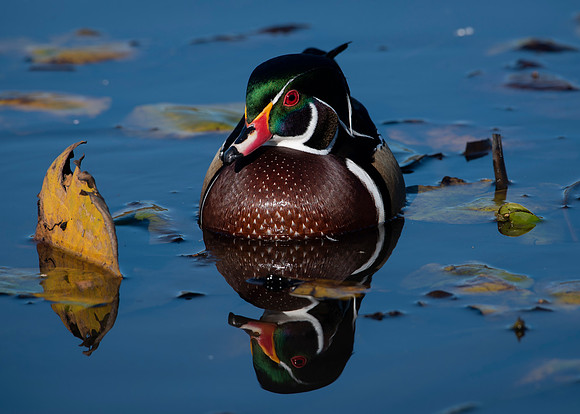Wood Duck