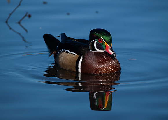 Wood Duck II