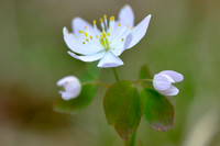 Rue Anemone