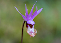 Calypso bulbosa
