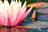 Water Lily
