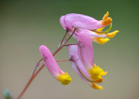 Corydalis sempervirens