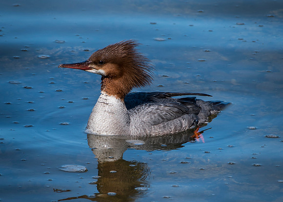 Common Merganser Female