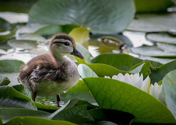 Wood Duck Duckling on Lily Pad