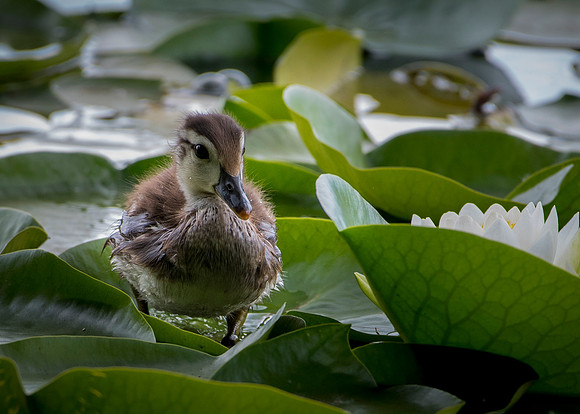 Wood Duck Duckling on Lily Pad