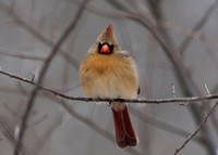 Lady Cardinal