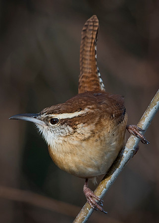 Carolina Wren