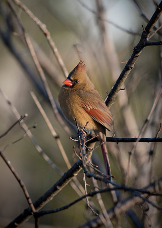 Lady Cardinal