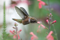 Rufus Hummingbird