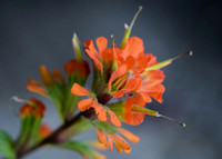 Castilleja miniata - Indian Paintbrush