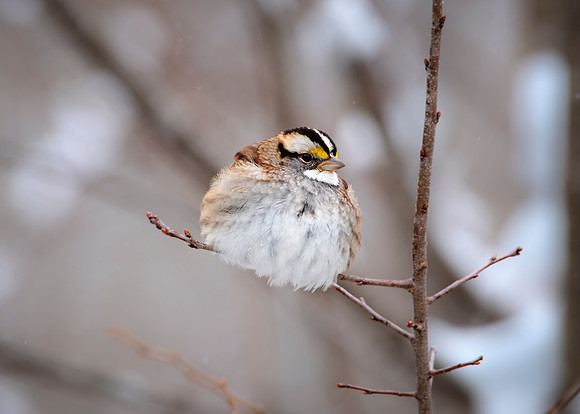 White Throated Sparrow