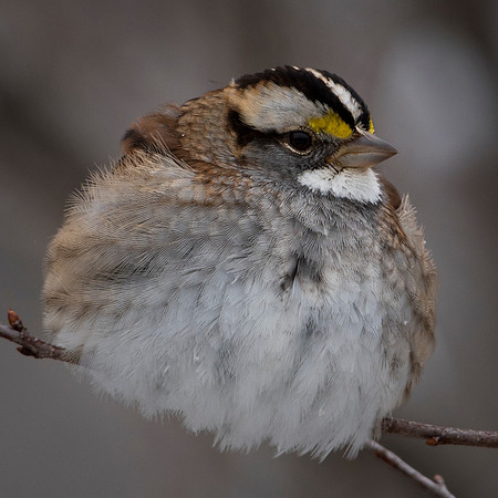 White Throated Sparrow