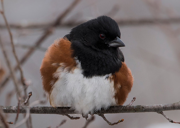 Eastern Towhee