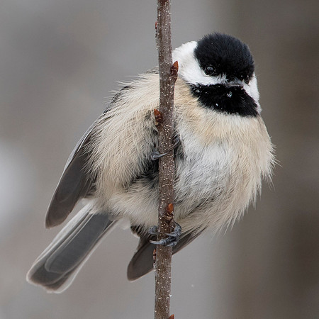 Carolina Chickadee