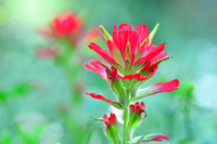 Indian Paintbrush