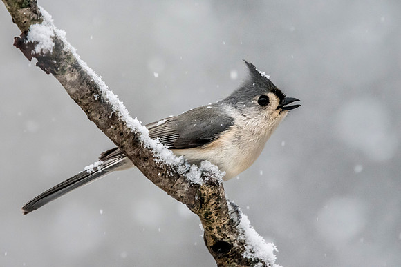 Tufted Titmouse on Branch III